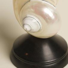 Декоративная настольная лампа Glowshell Mini