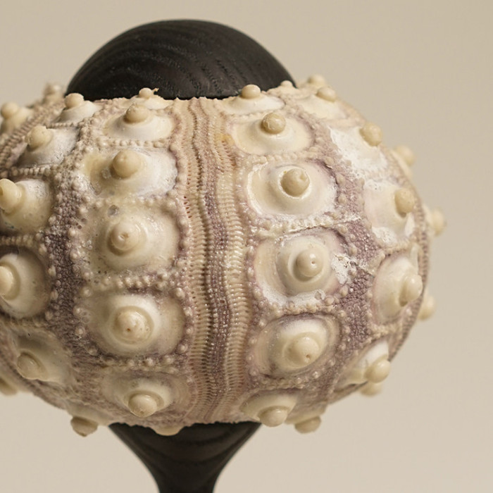 Декоративная настольная лампа Sea Urchin B